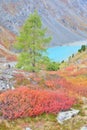 Turquoise Lake Ã¢â¬â autumnal colors in Altai Mountain